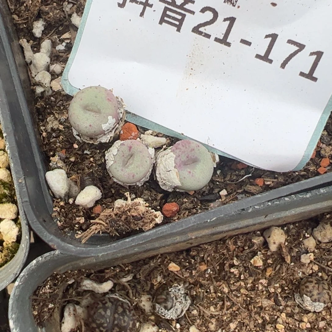 21-171f纽扣多肉植物,