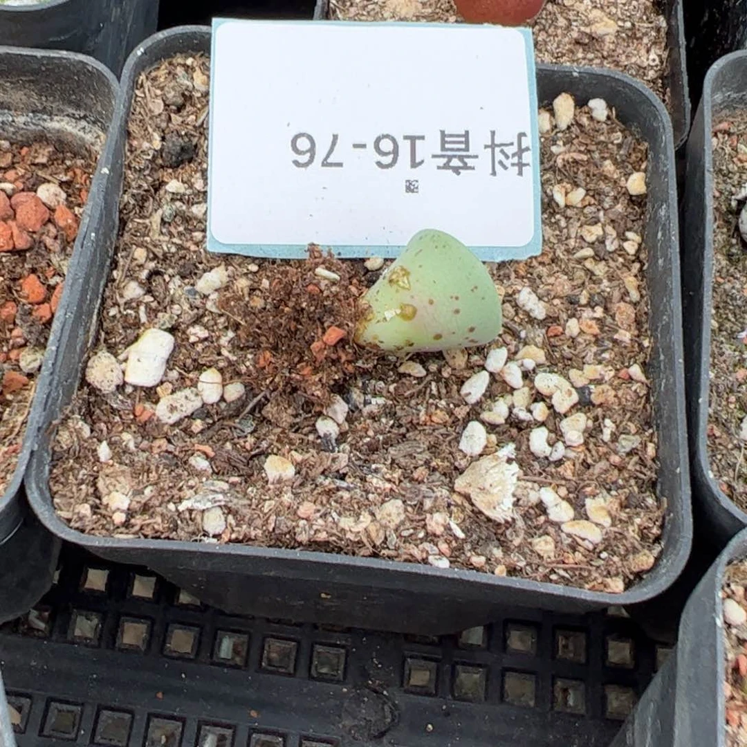 16-76多肉植物，。。