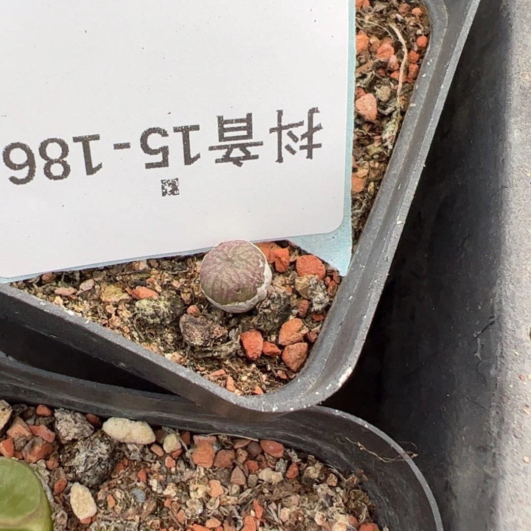 15-186送奶工杂多肉植物