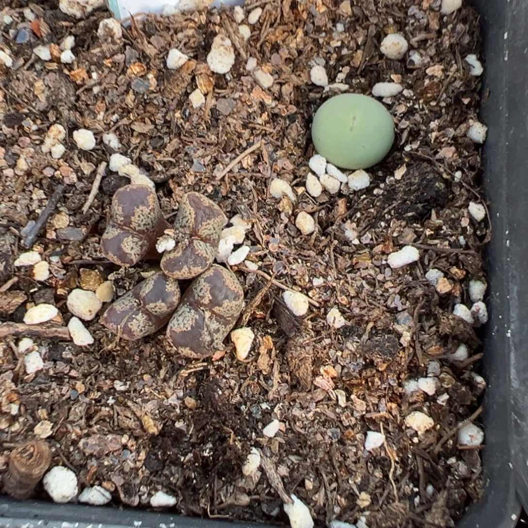 23-79肉锥多肉植物，