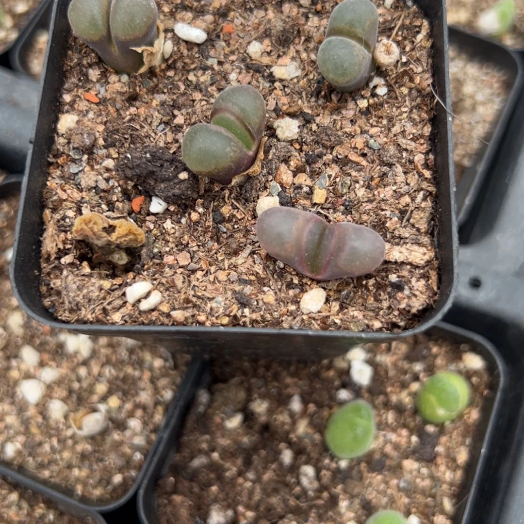 30-79肉锥多肉植物