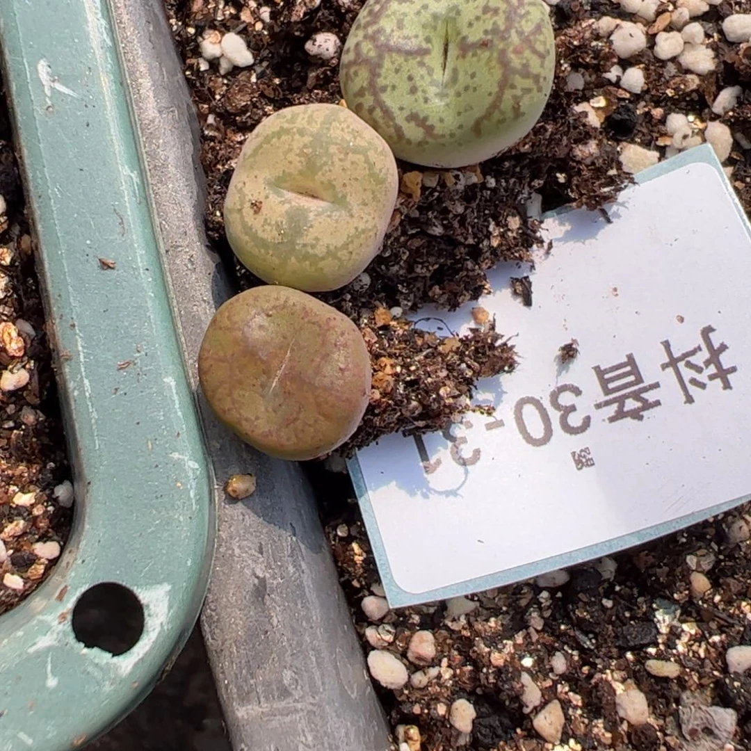 30-31量拍毛杂一颗