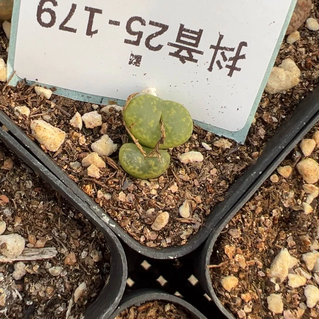 25-179肯尼迪多肉植物