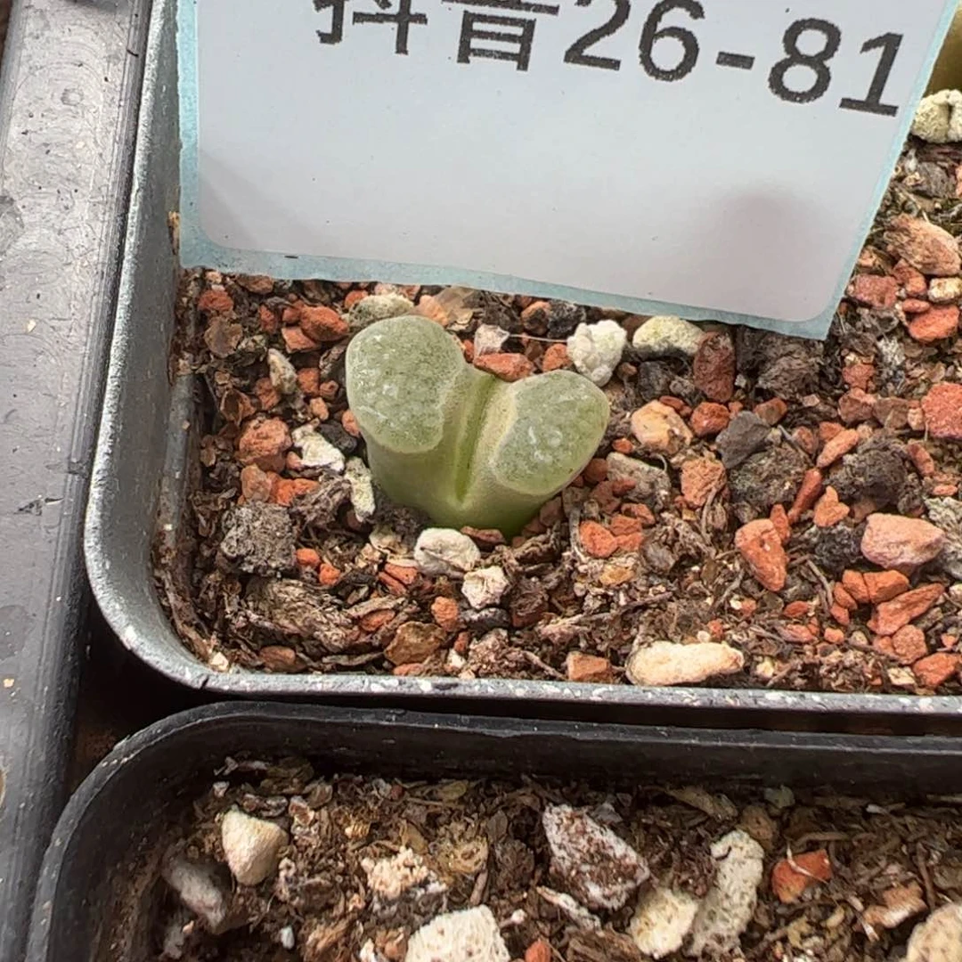 26-81班克雪花磁铁风铃。多肉