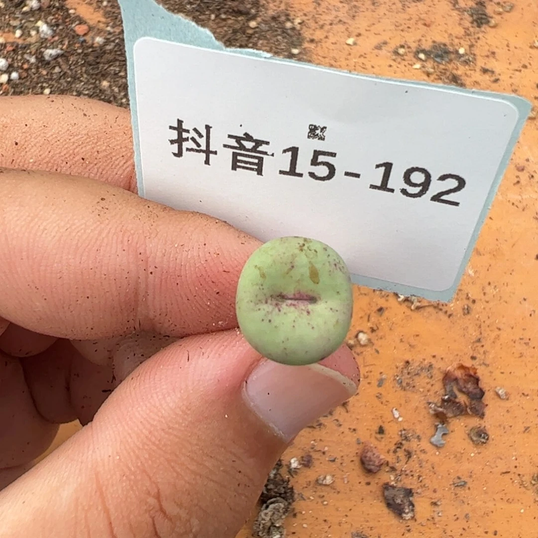 15-192小红嘴多肉植物