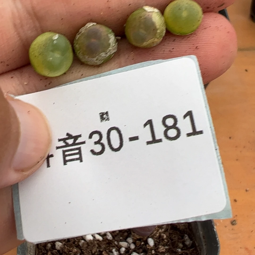 30-181量拍拉登一颗