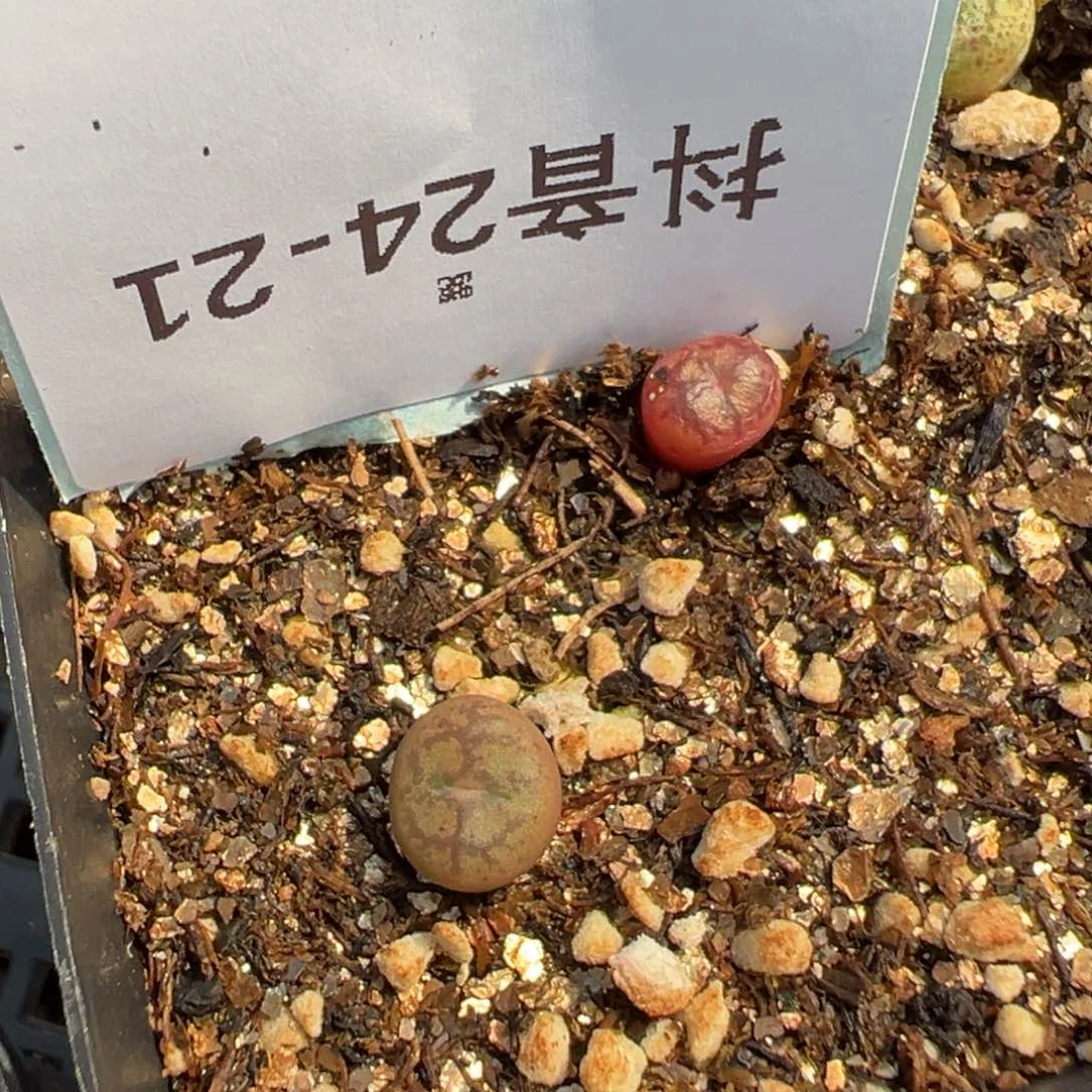 24-21毛杂多肉植物