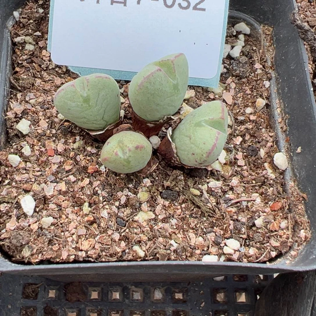 7-32少将多肉植物