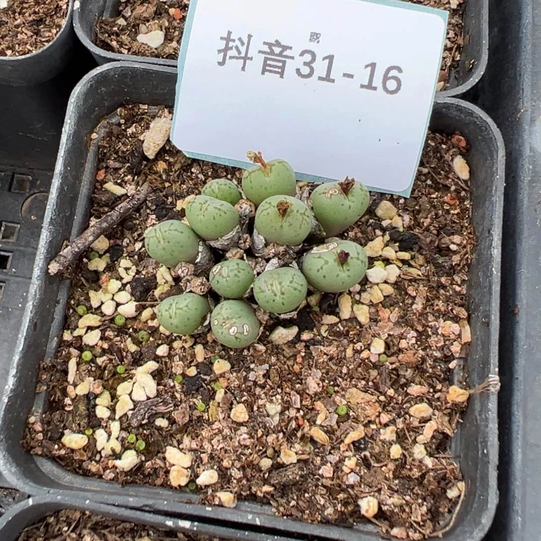 31-16肉锥多肉植物