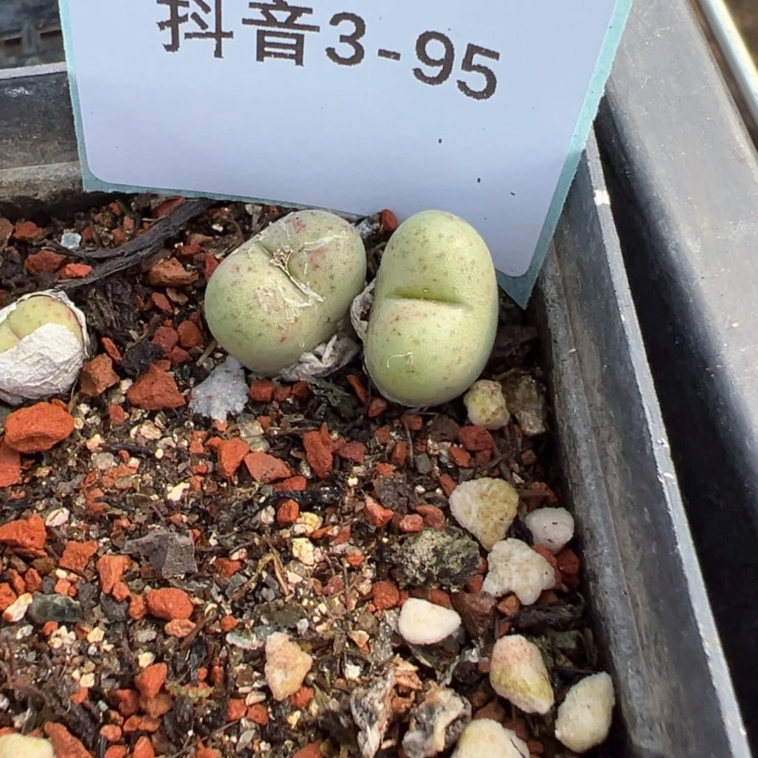 3-95鲁提辖多肉植物，