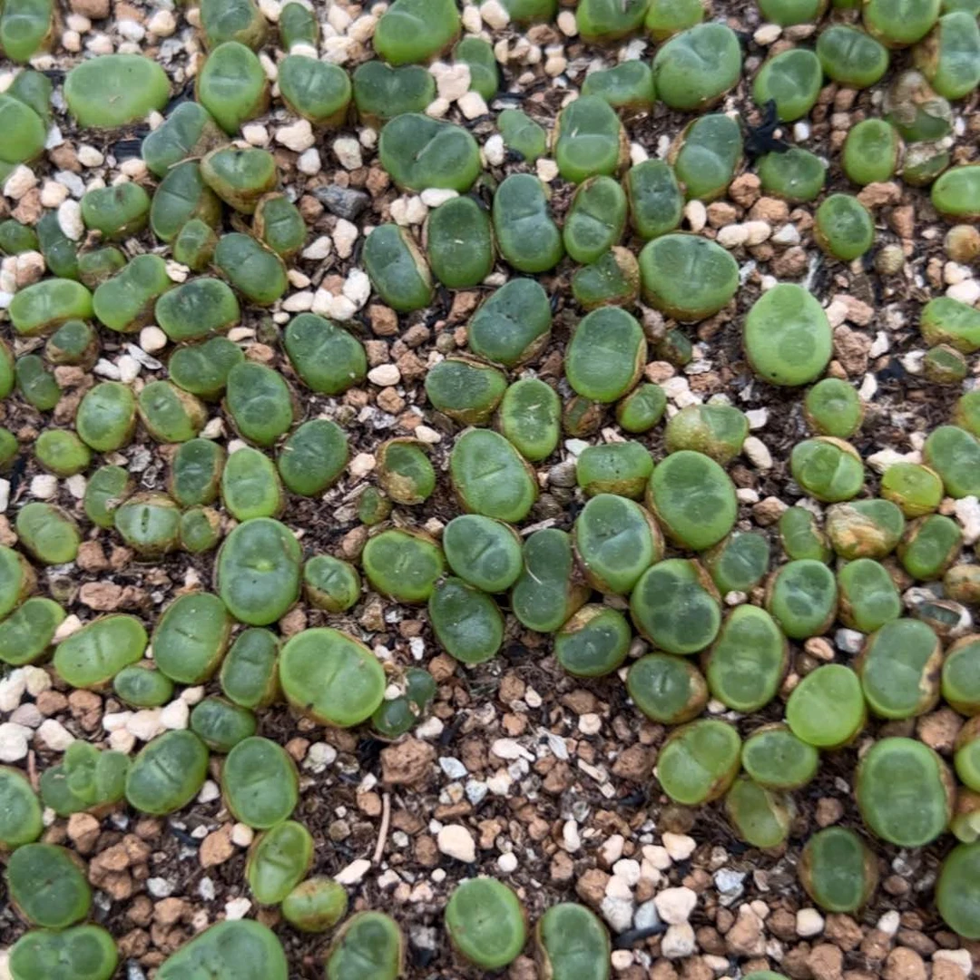 17-80量拍水晶鞋多肉20颗，扣块发