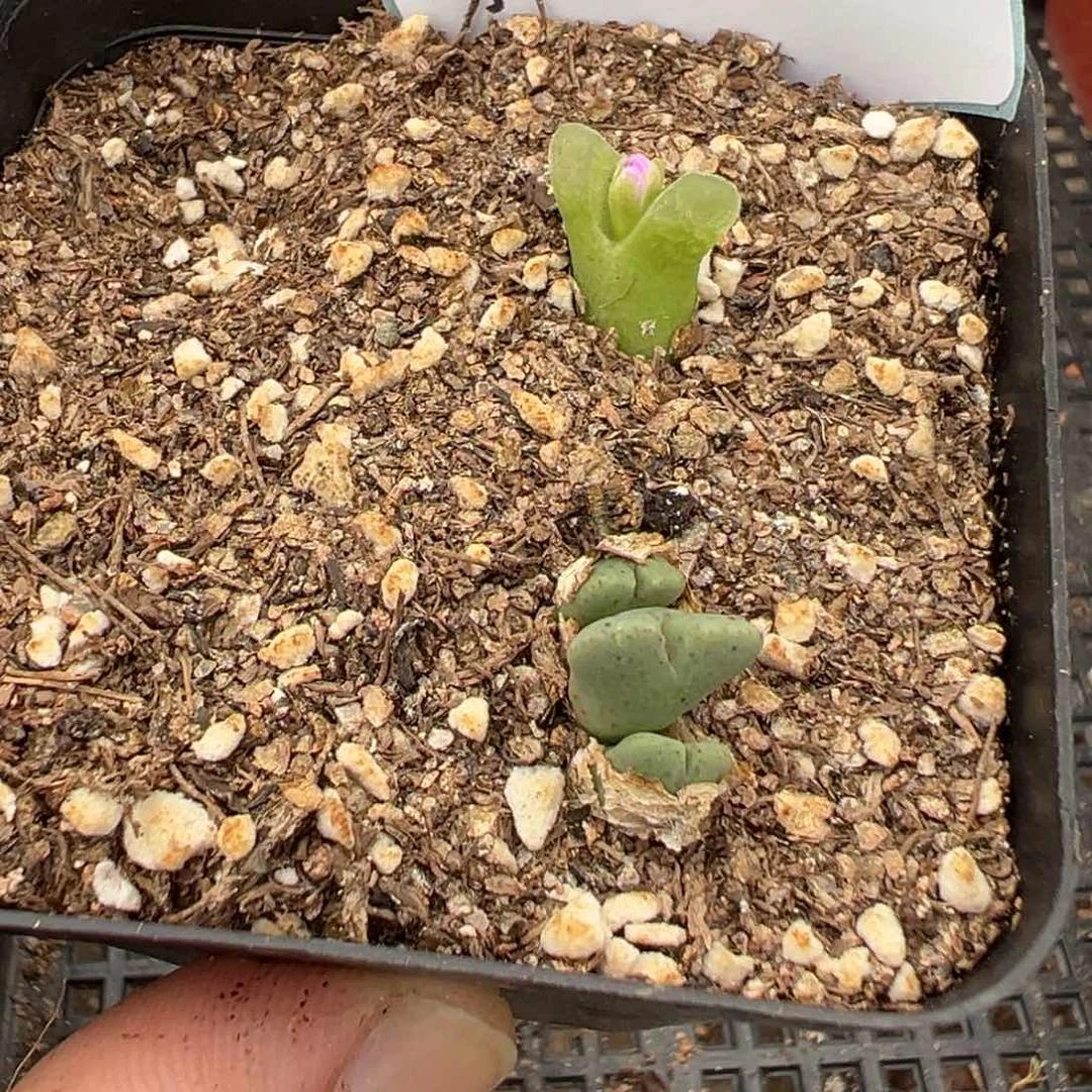 5-77肉锥多肉植物