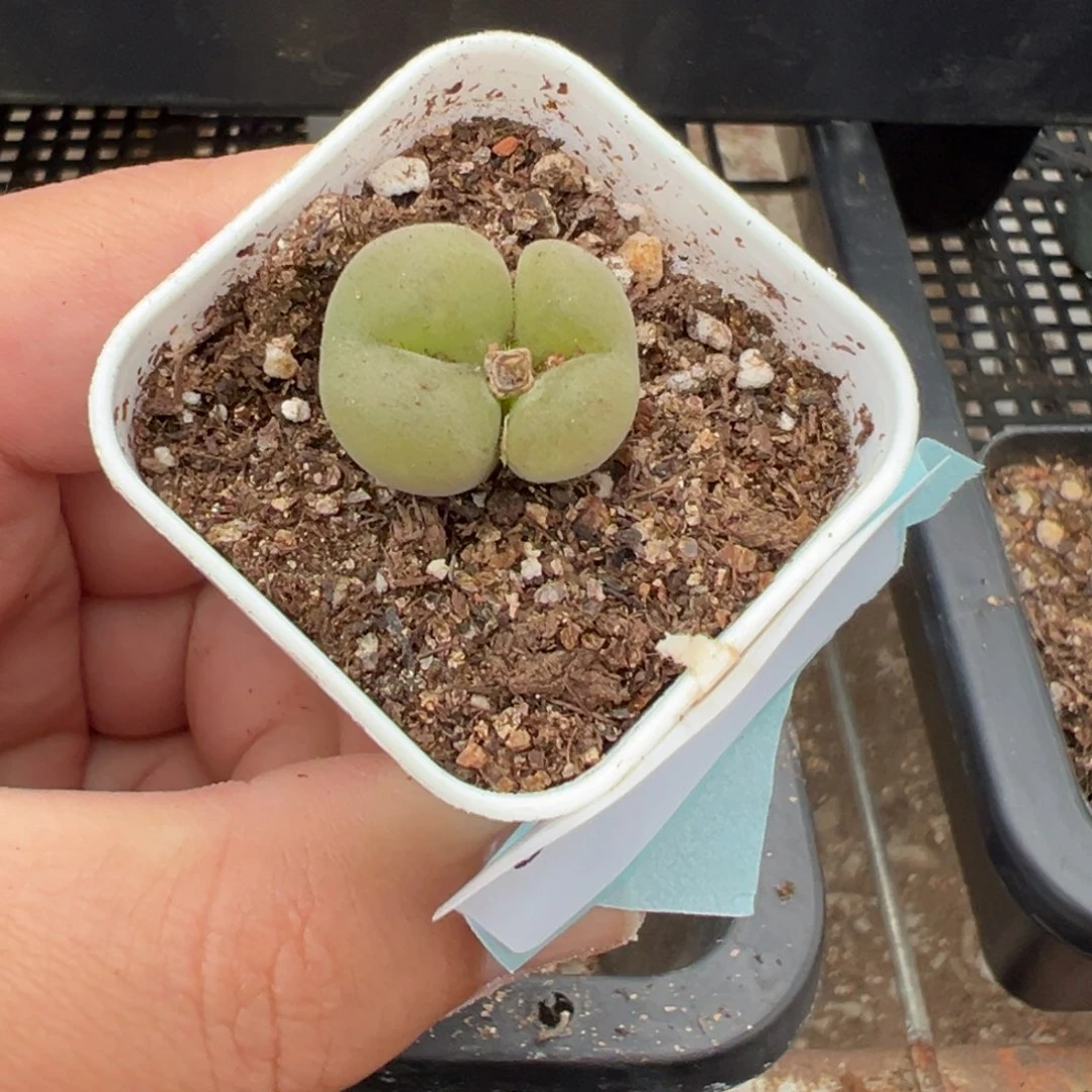 21-28空卡佛多肉植物