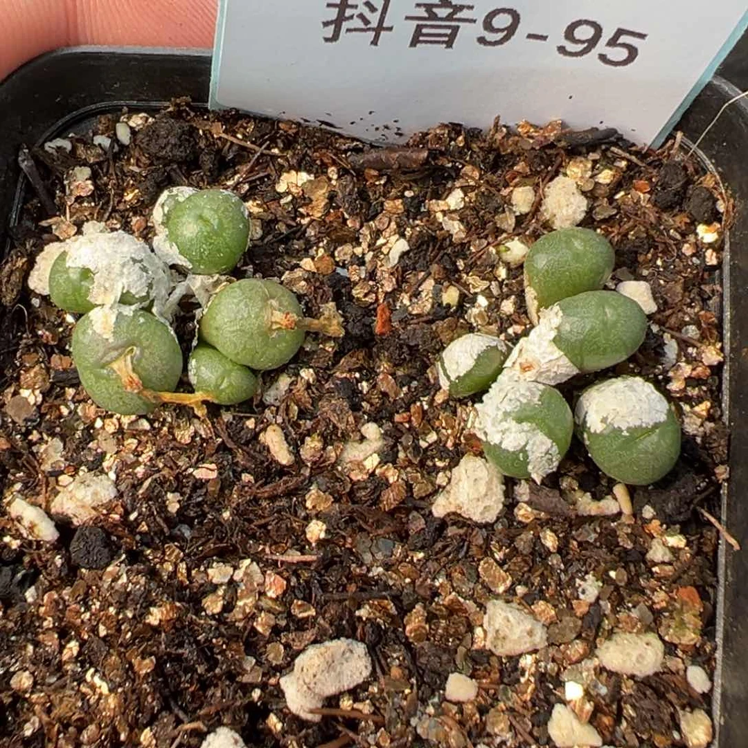 9-95蜜枣铜壶多肉植物
