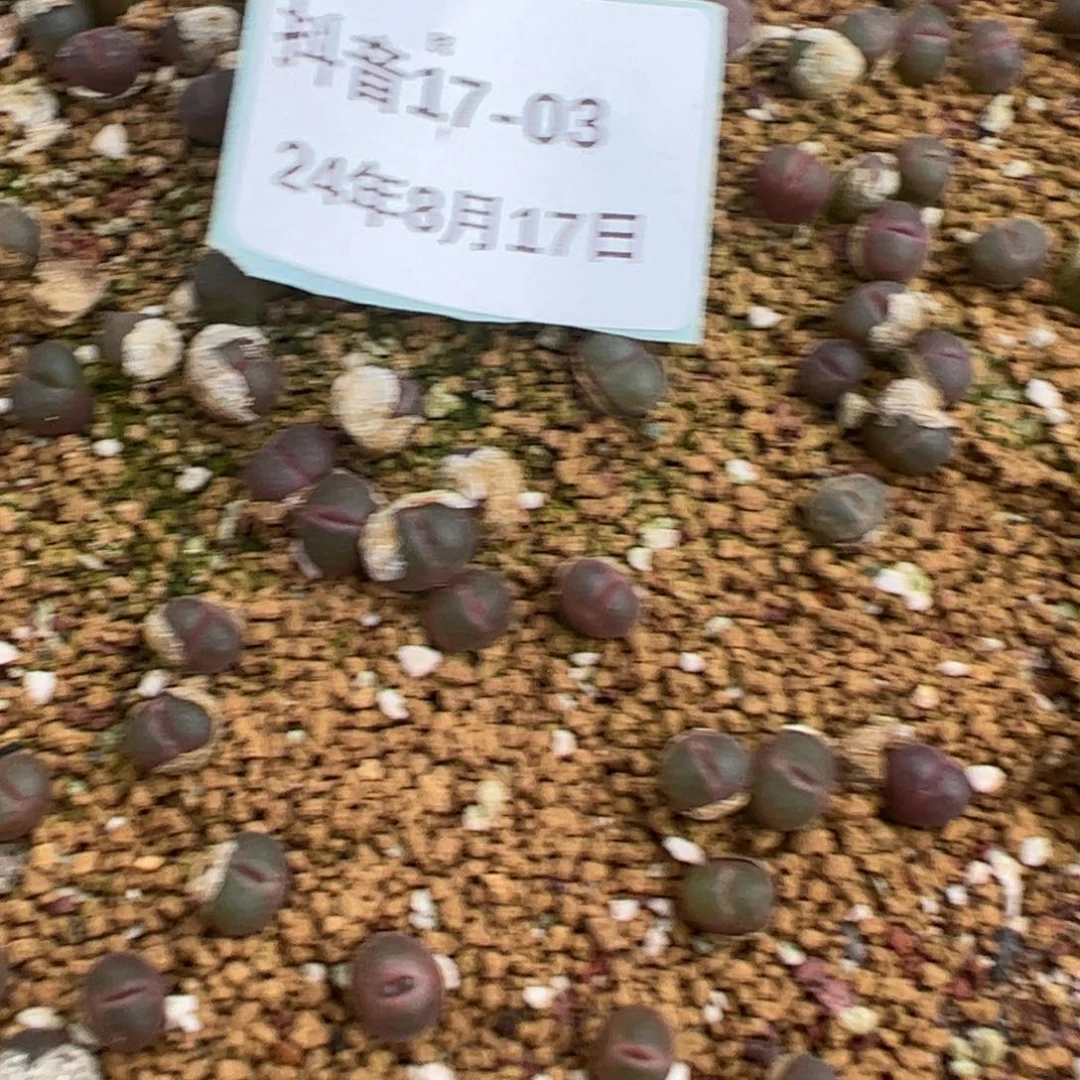 17-03量拍红宝石风铃5颗