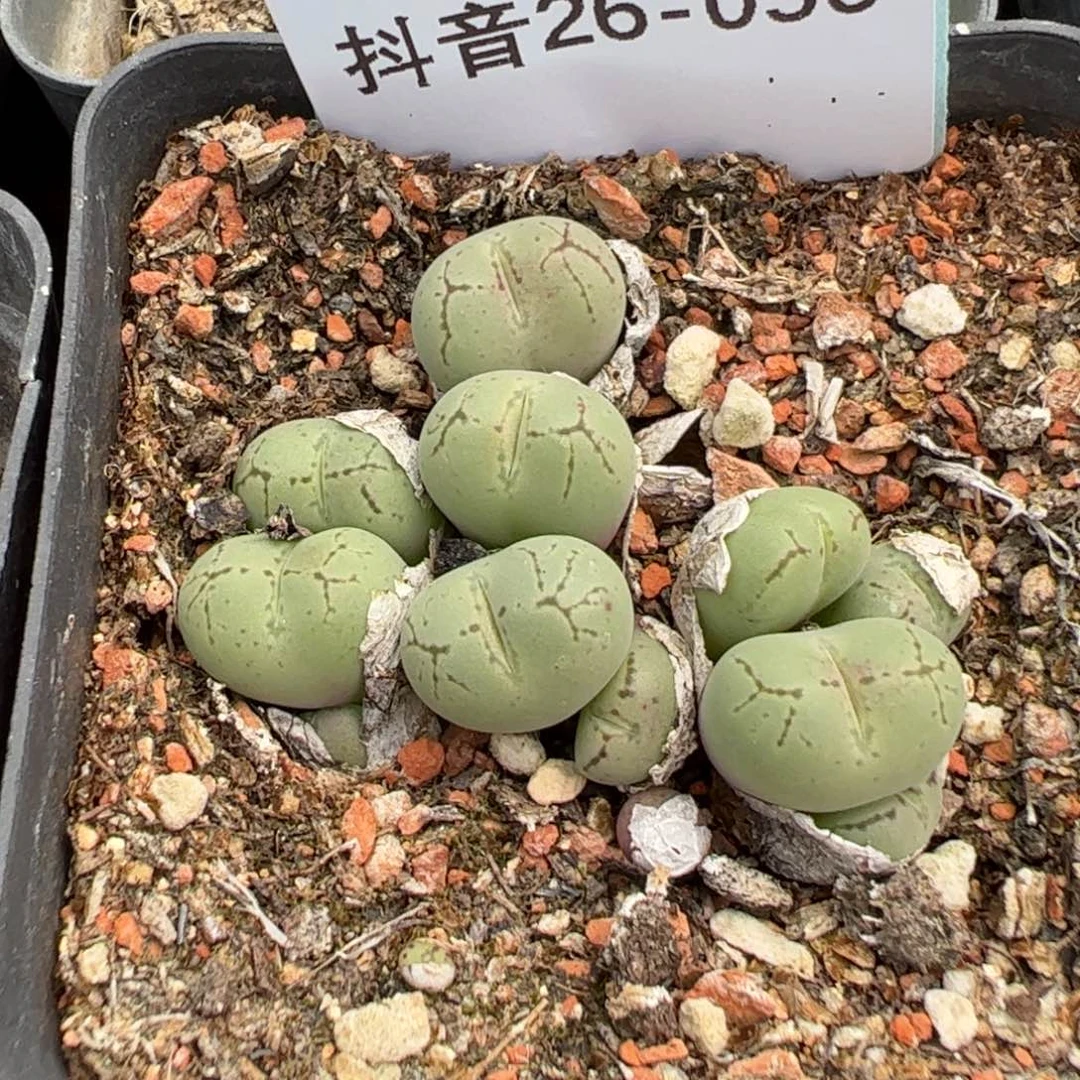 26-56荧光玉多肉植物，