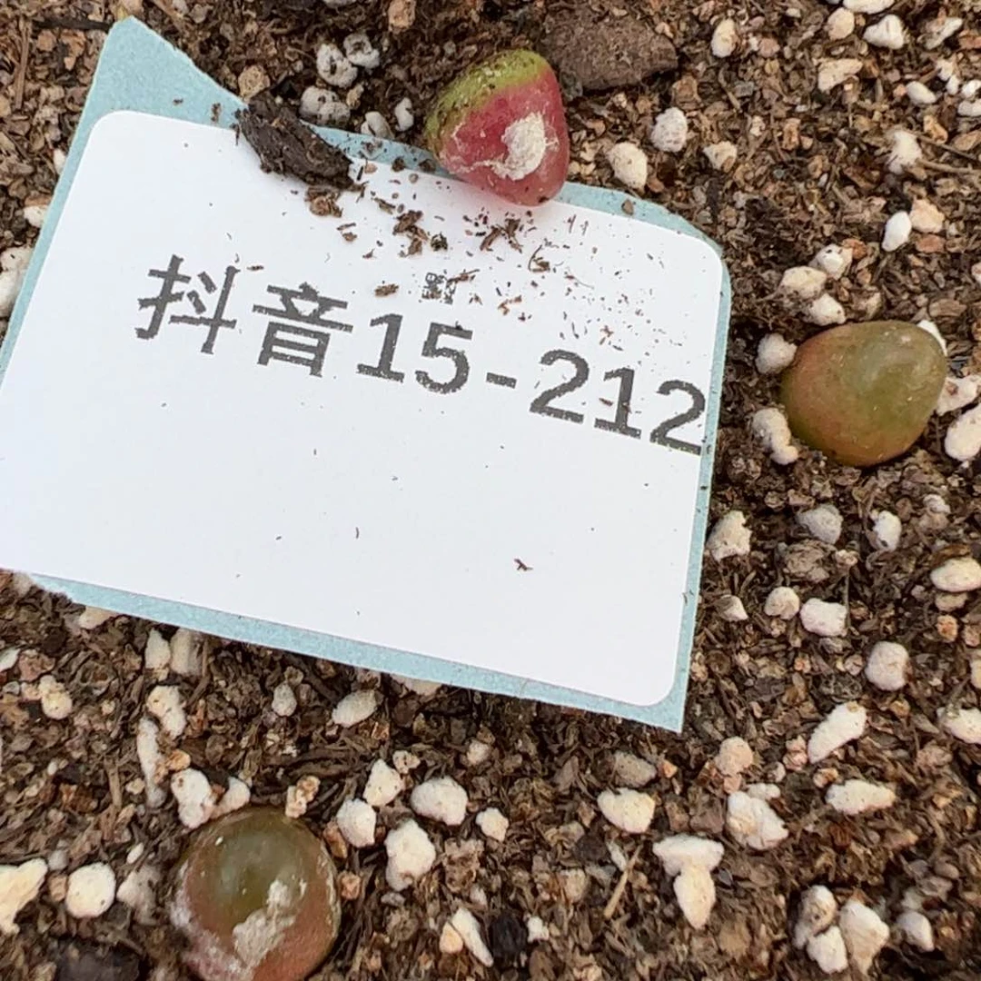 15-212量拍红灯泡一颗
