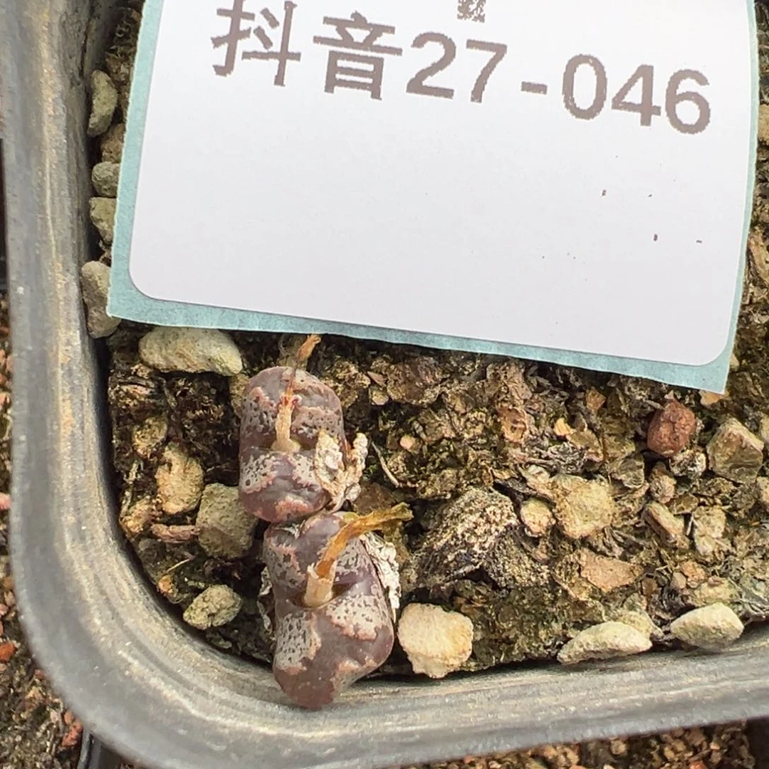 27-46蝴蝶勋章多肉植物