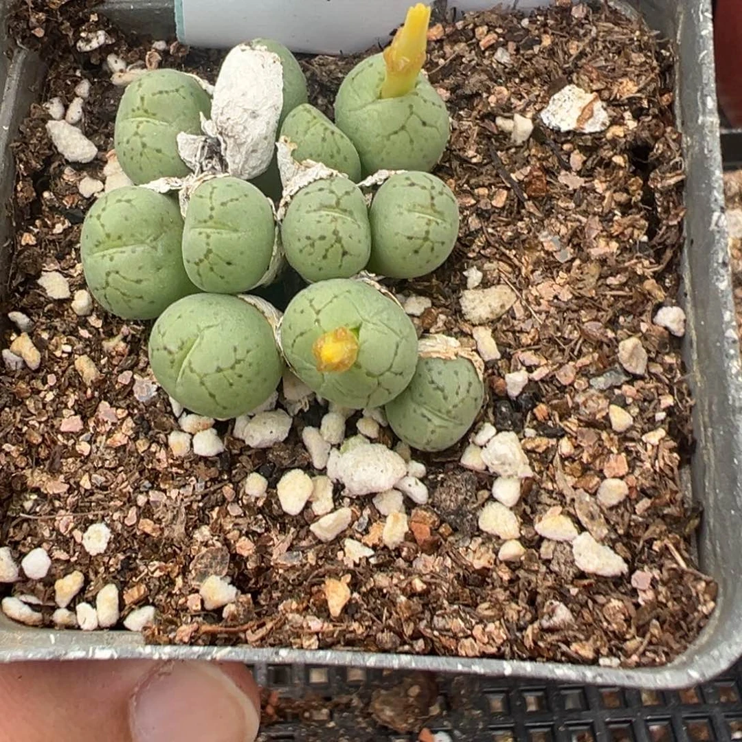 4-399肉锥多肉植物