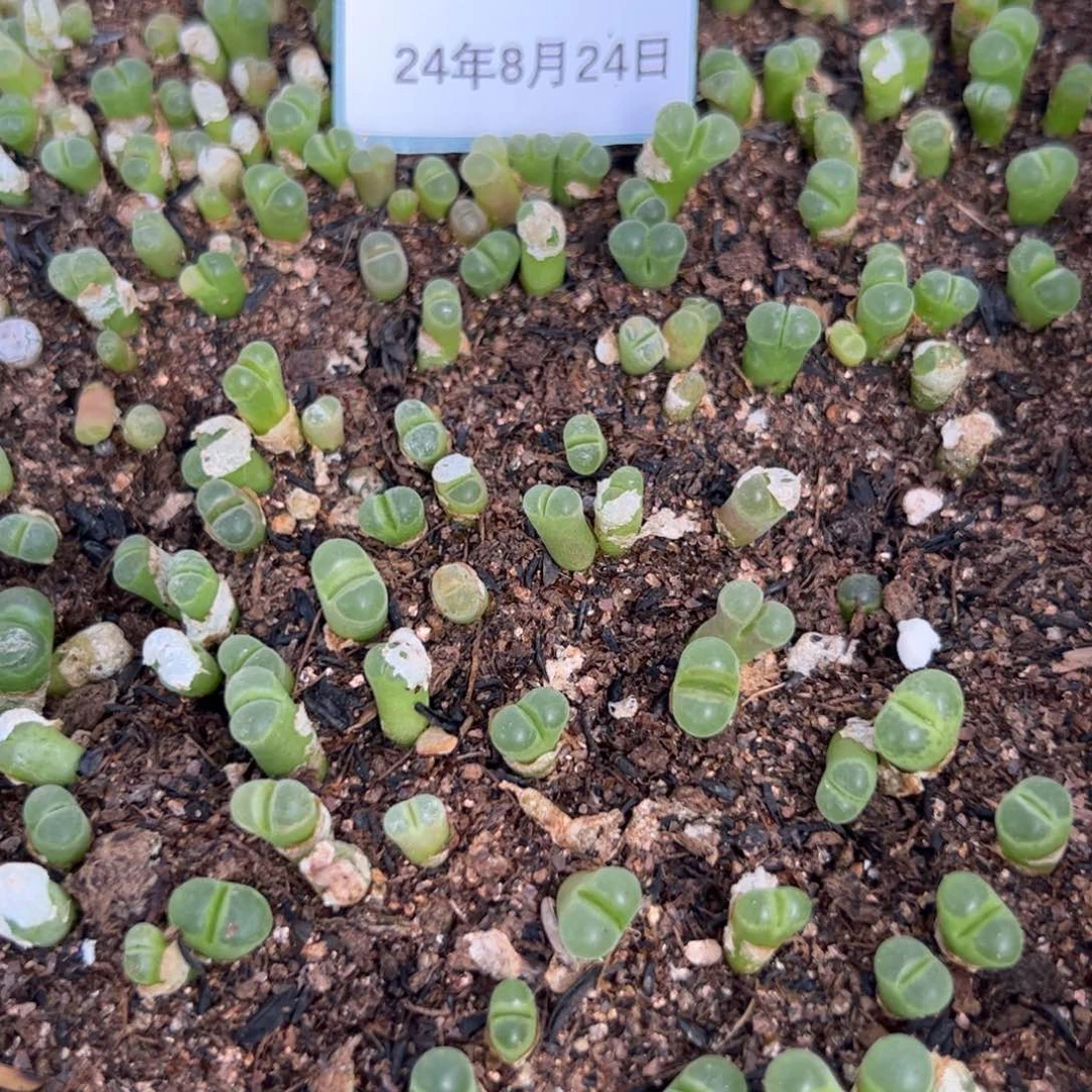 24-78量拍天鹅绒风铃小苗30颗,扣块发
