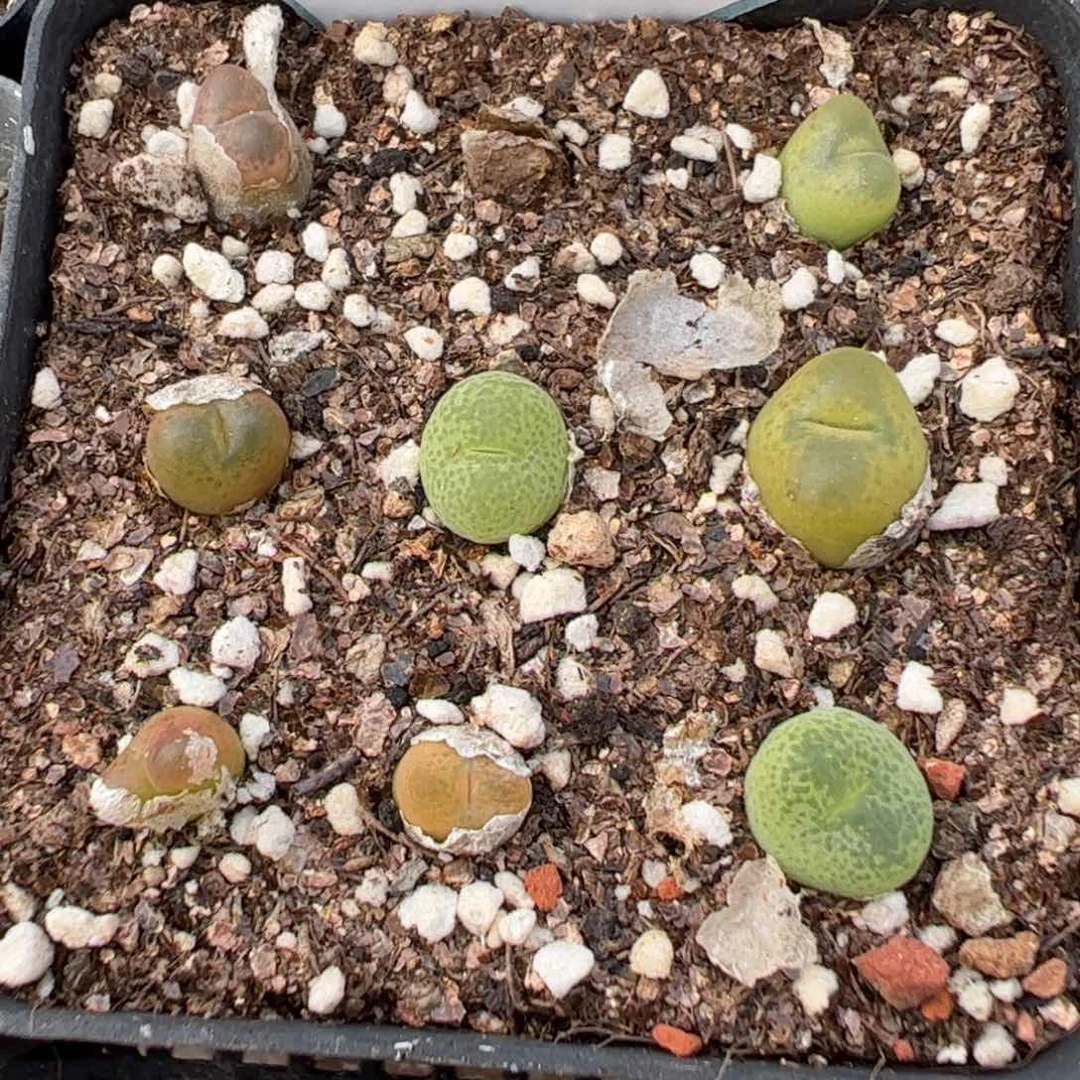 15-223肉锥多肉植物,
