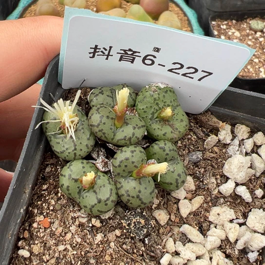 6-227安贞多肉植物，