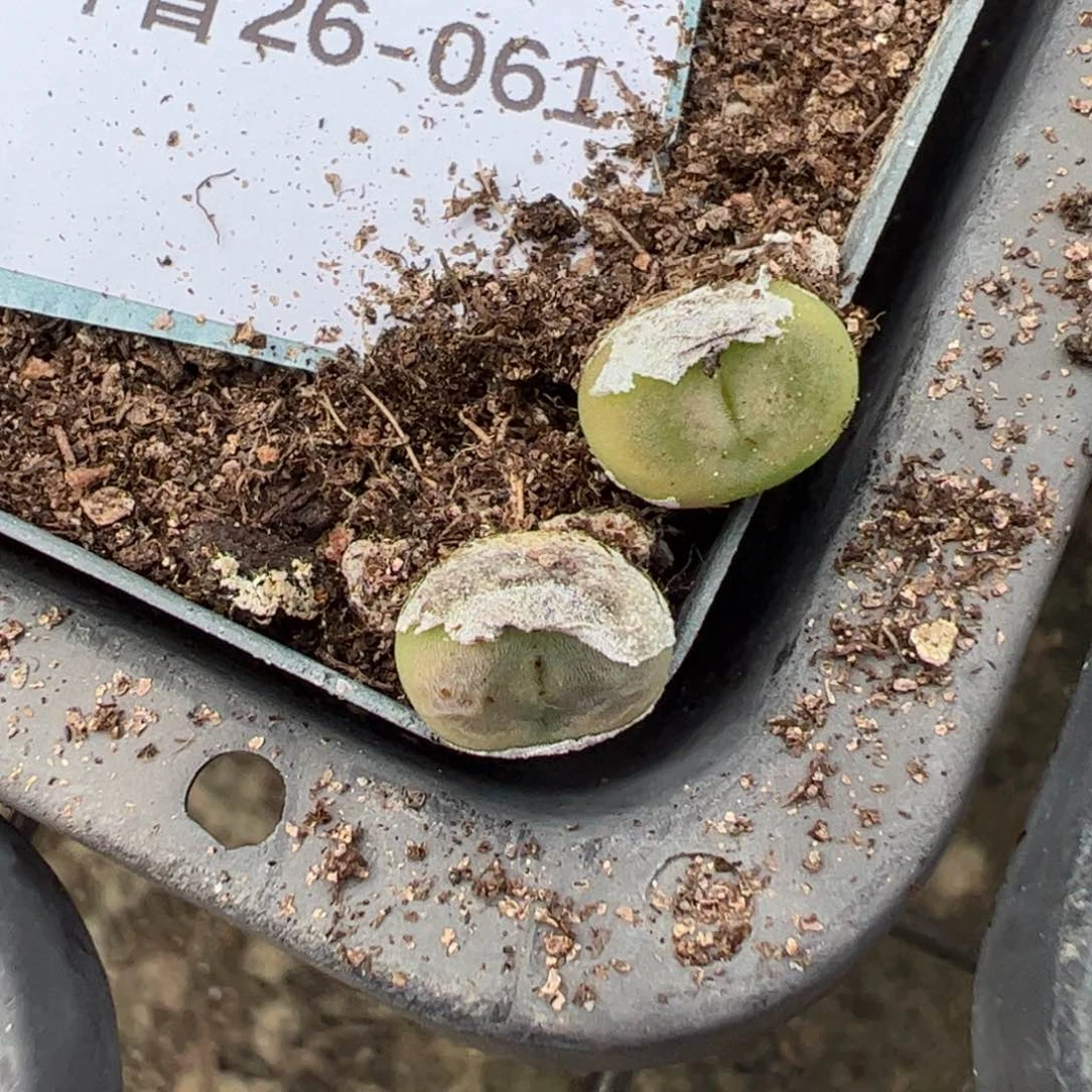 26-61量拍水晶鞋多肉一颗