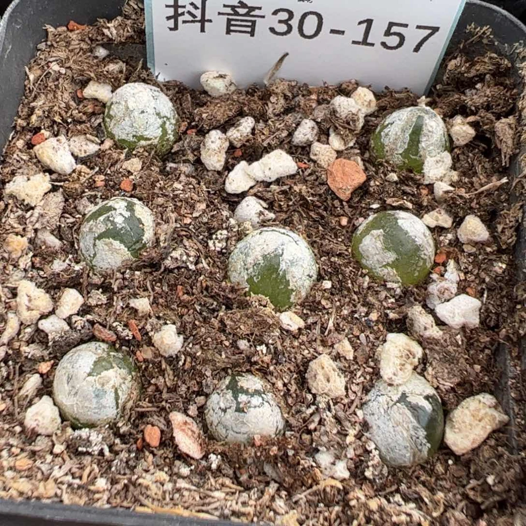 30-157灯泡多肉植物