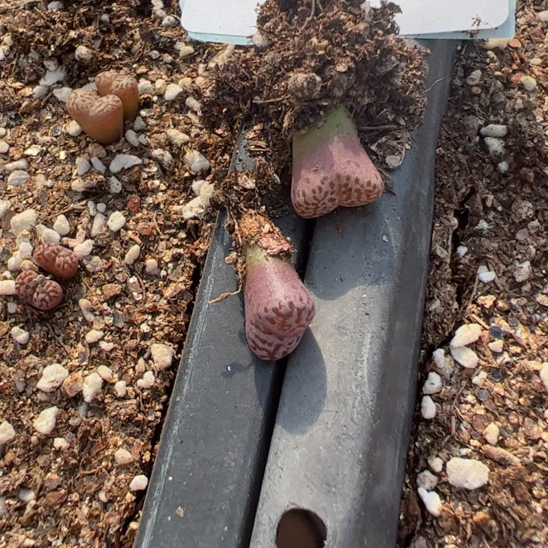 26-91量拍鸟哈尼一颗