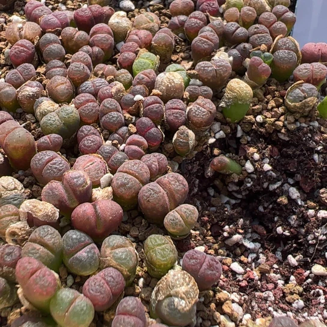 19-71量拍红粉樱30颗，扣块发
