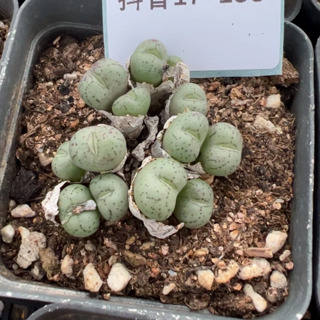 17-153肉锥多肉植物