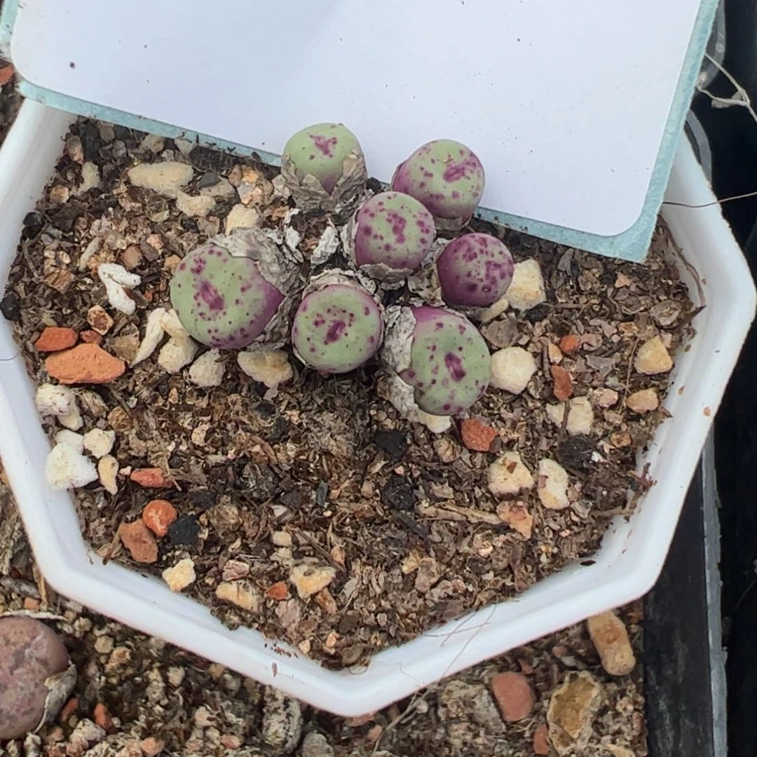 21-170TS427小红嘴多肉植物