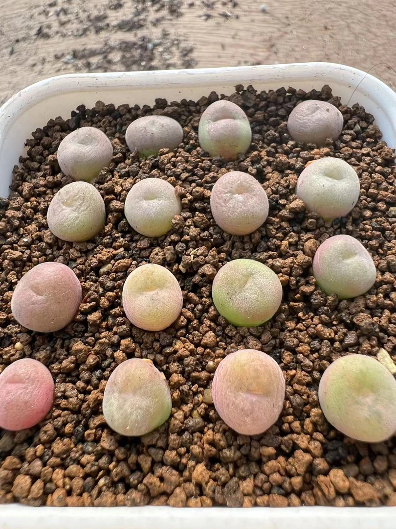 精品多肉植物 肉锥空卡佛，一份5颗