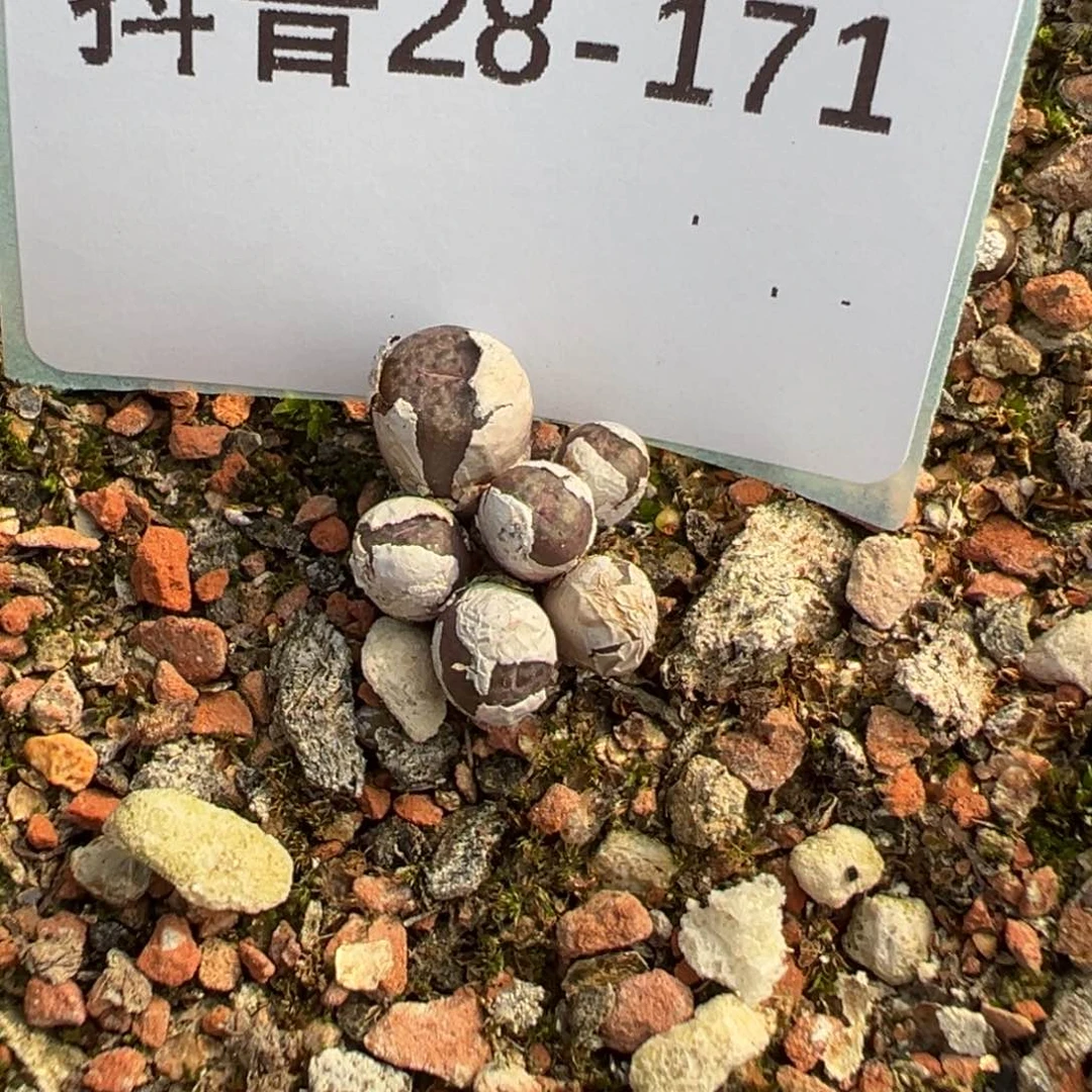 28-171猪皮多肉植物