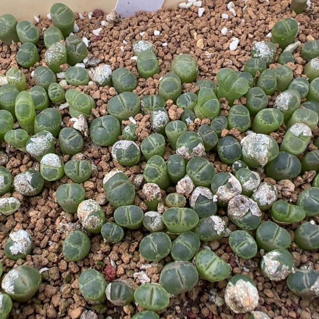 17-58量拍绿粉樱风铃30颗，扣块发
