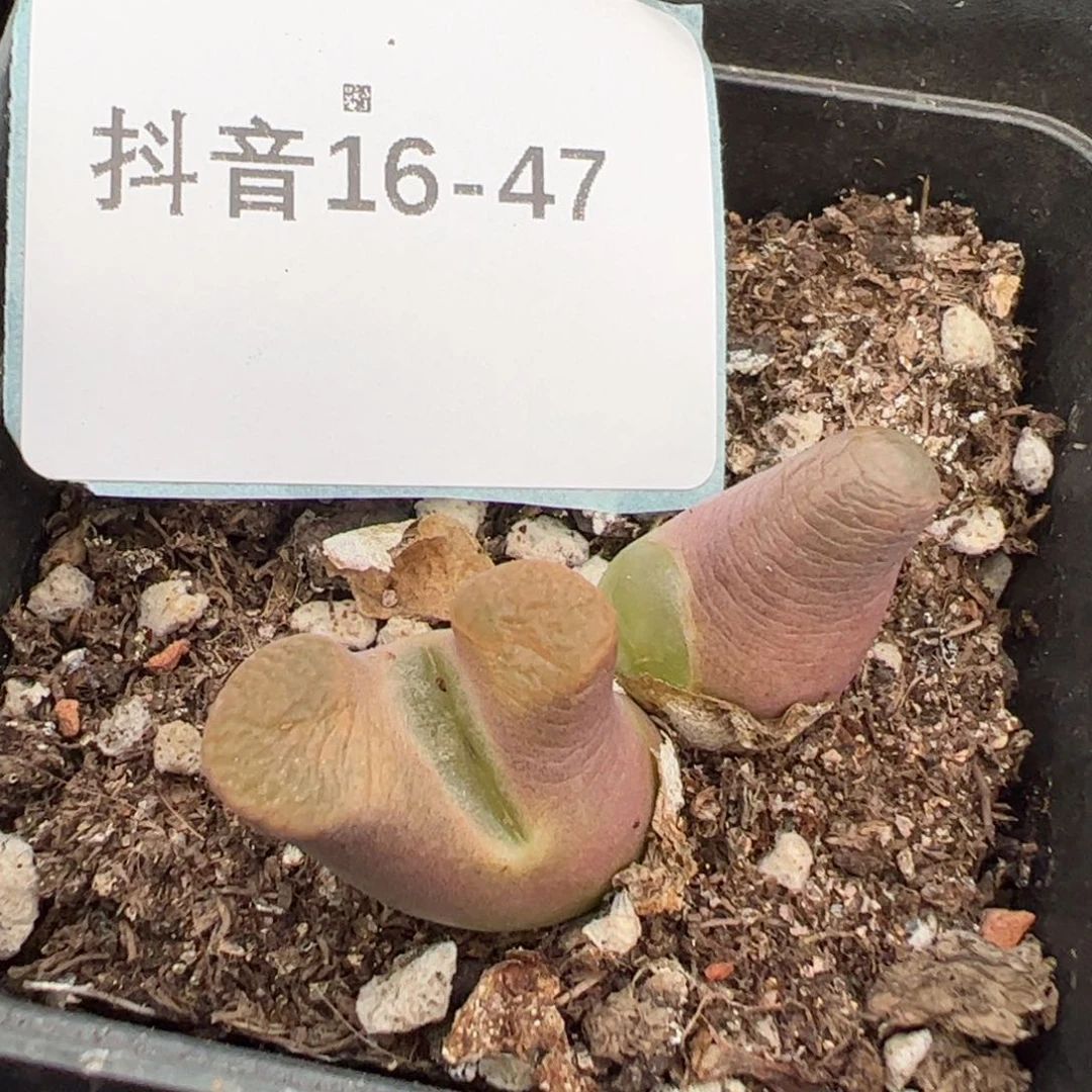 诗*16-47磁铁风铃多肉植物