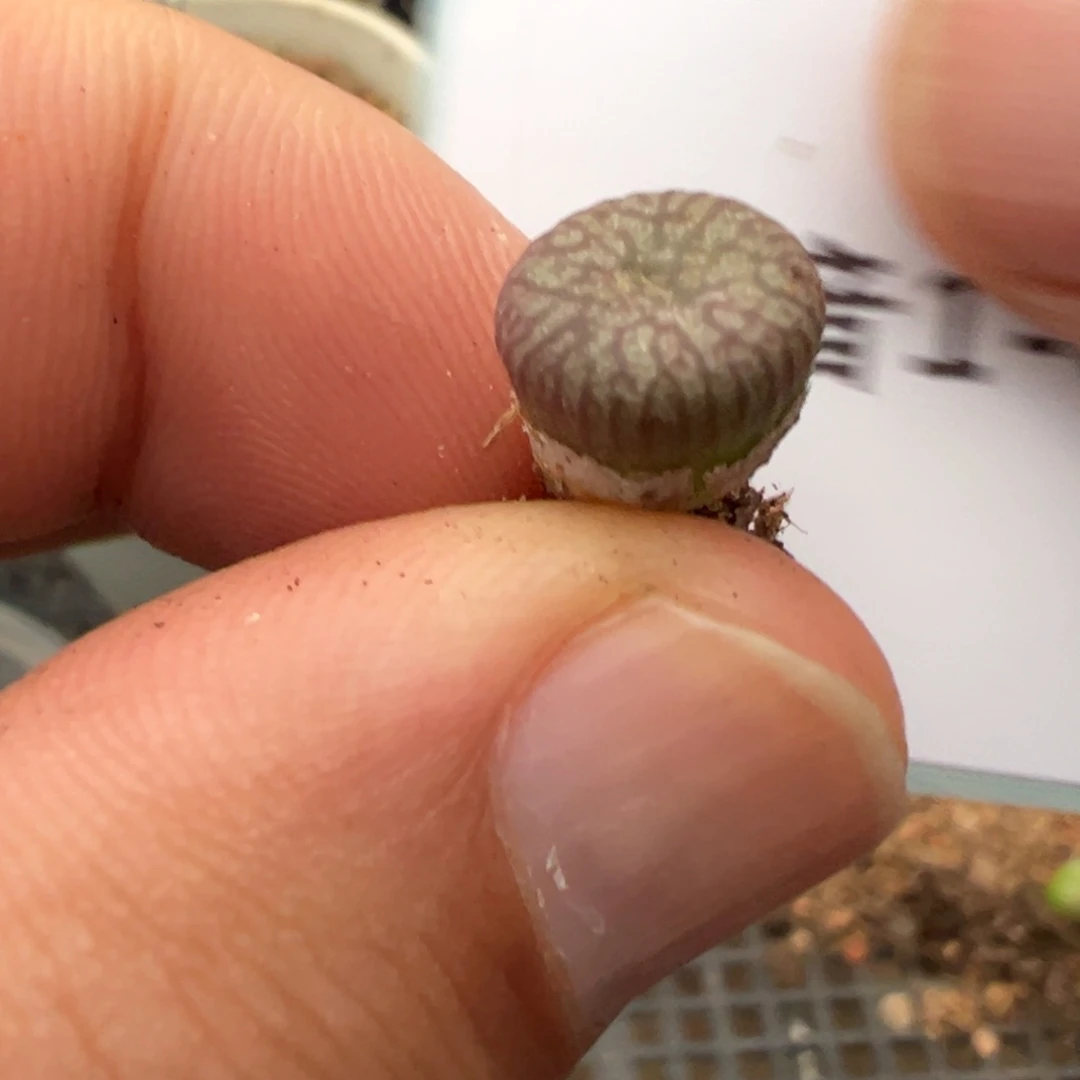 1-83送奶工杂多肉植物