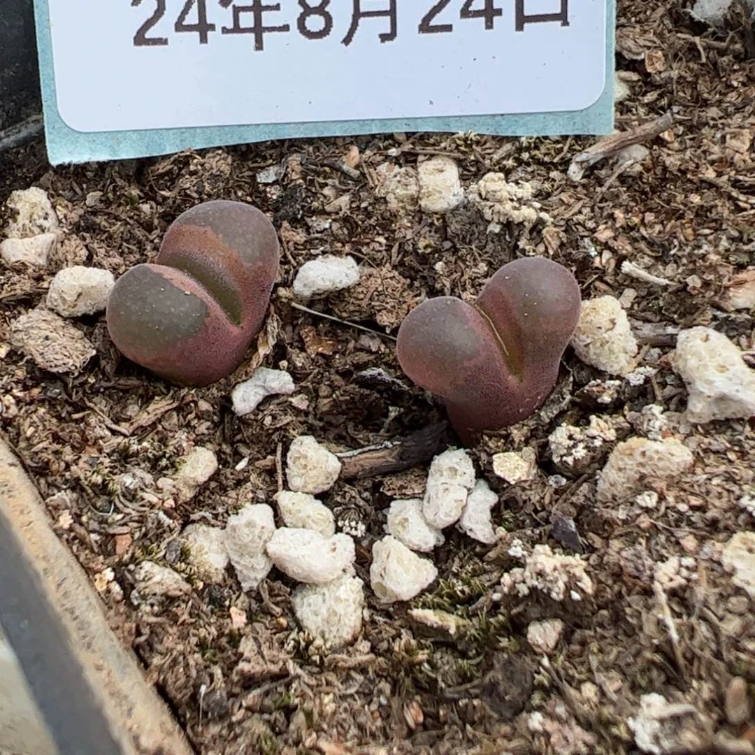 24-65风铃多肉植物，