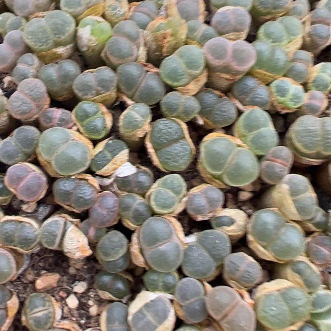 17-71量拍粉樱风铃30颗,扣块发