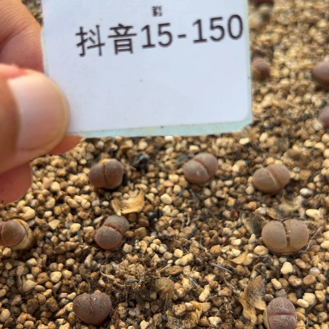 大**鱼15-150量拍c10一颗