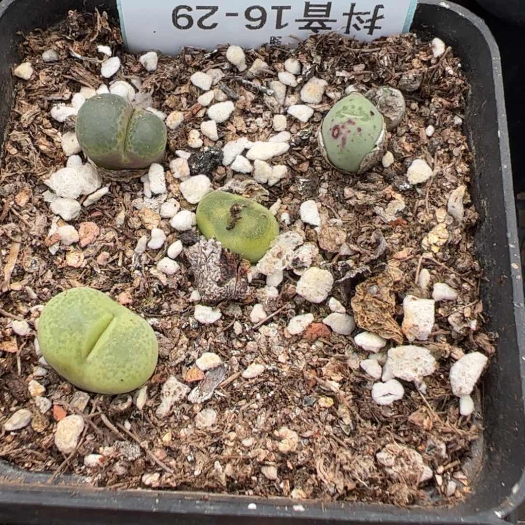 16-29肉锥多肉植物