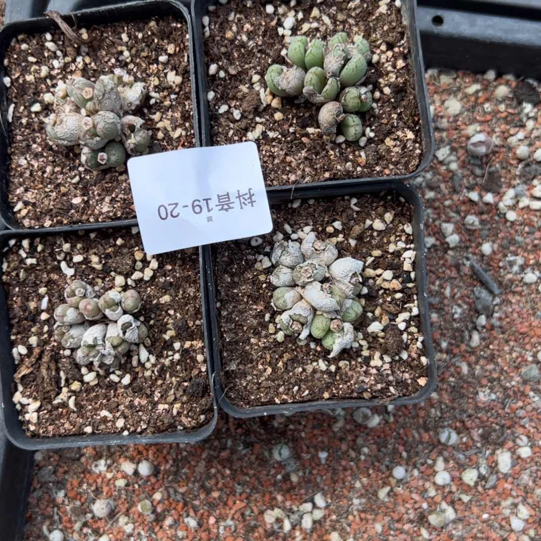 19-20量拍肉锥一群