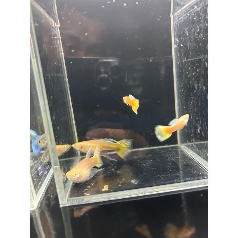 精品种鱼黄金大C孔雀鱼包邮包路损（入缸后不包损）