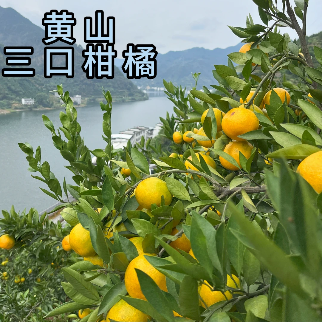 5斤三口柑橘 现摘现发 长得有点丑 无籽蜜桔8分甜2分酸产地直发