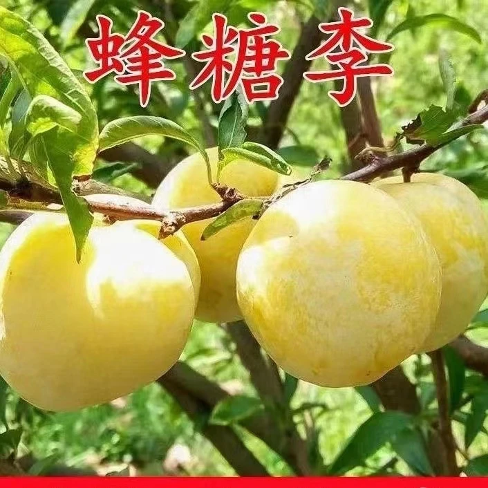 小繁家【两颗大苗】正宗蜂糖李子树苗蜂糖李蜂糖脱骨李嫁接青脆李树