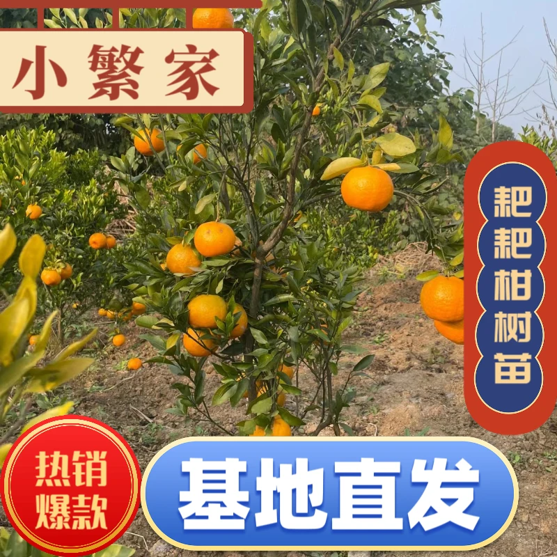 【四颗大苗】四川正宗耙耙柑嫁接苗丑橘明日见碰柑橘子树栽种