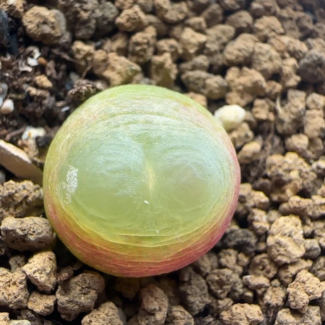 10.27.4/1.4 紫皮拉登