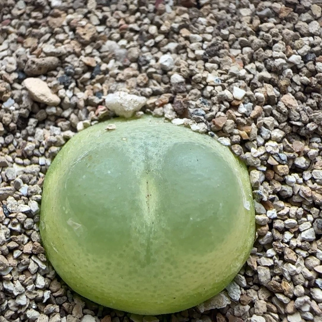 10.27.15/1.7+ 紫皮拉登 四年半