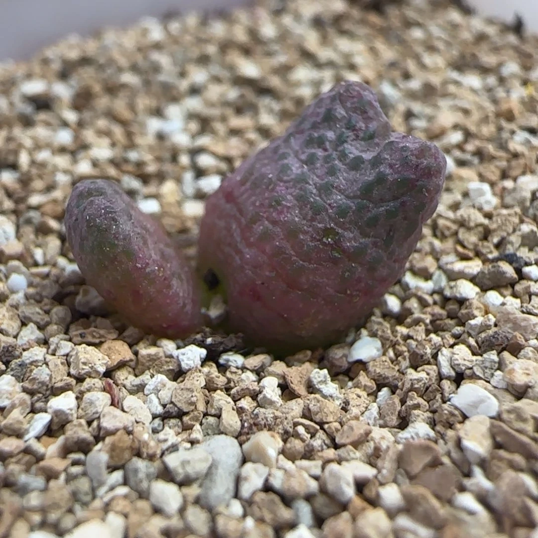 10.19.37/0.8 草莓斑马 疤特