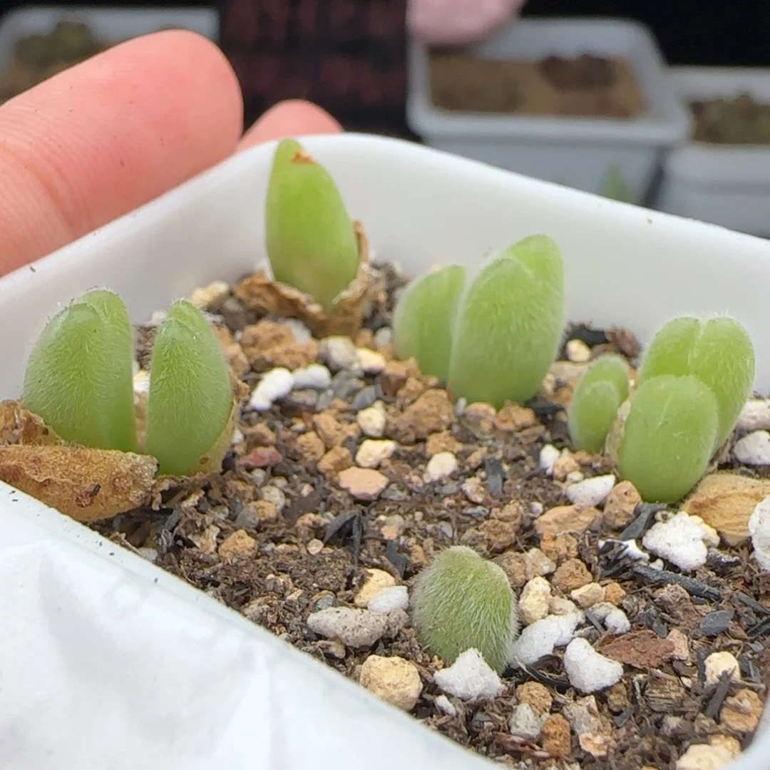 8.31.46 长毛毛翠滴 福利 多肉植物
